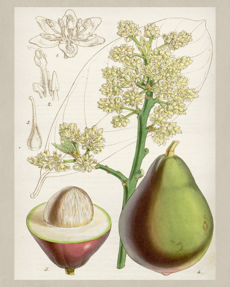 Avocado Print Vintage Botanical Sketch Poster Art - OnTrendAndFab