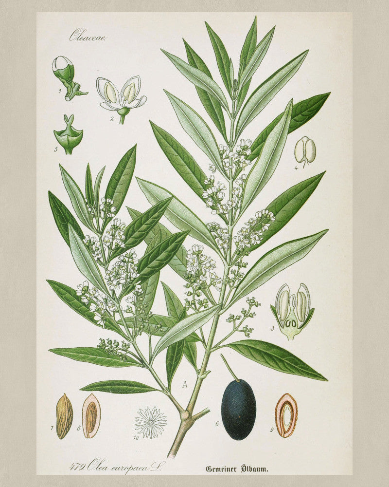 Olive Tree Print Vintage Botanical Sketch Poster Art - OnTrendAndFab