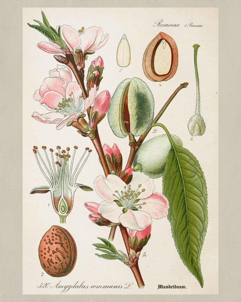 Almond Print Vintage Botanical Sketch Poster Art - OnTrendAndFab