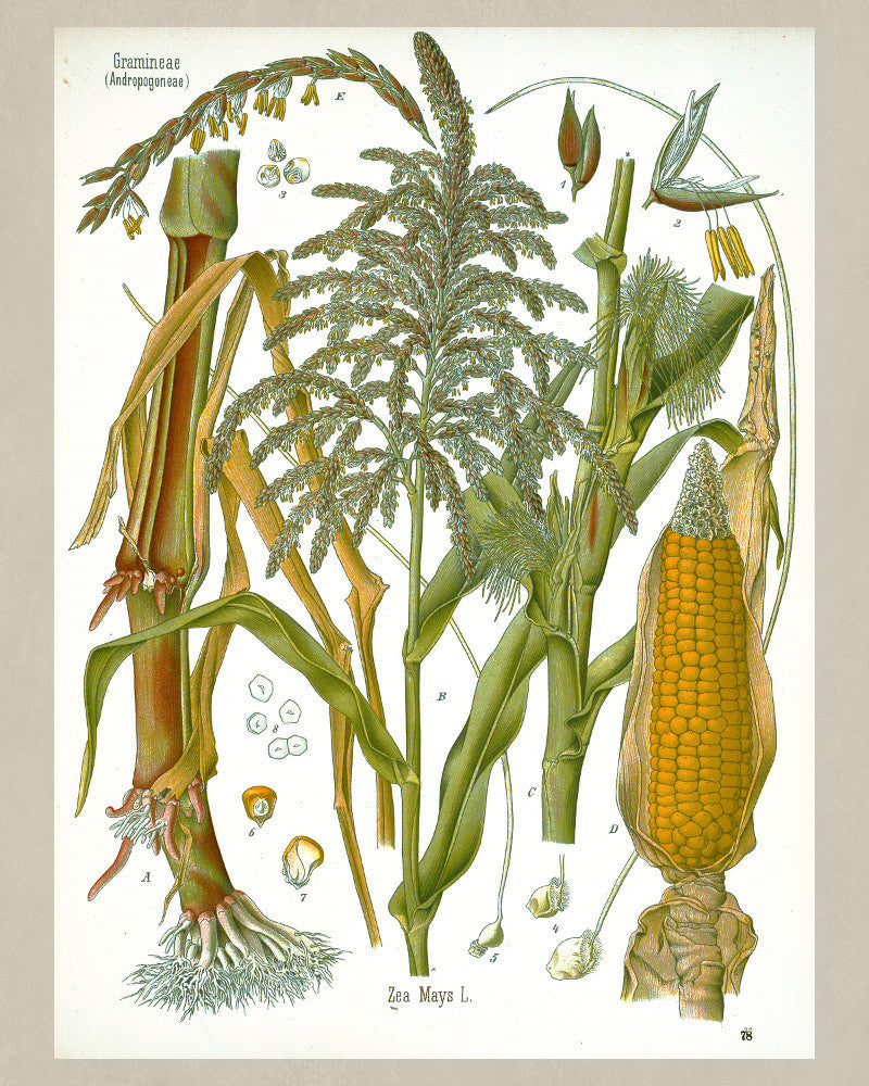 Corn Maize Print Vintage Botanical Sketch Poster Art - OnTrendAndFab