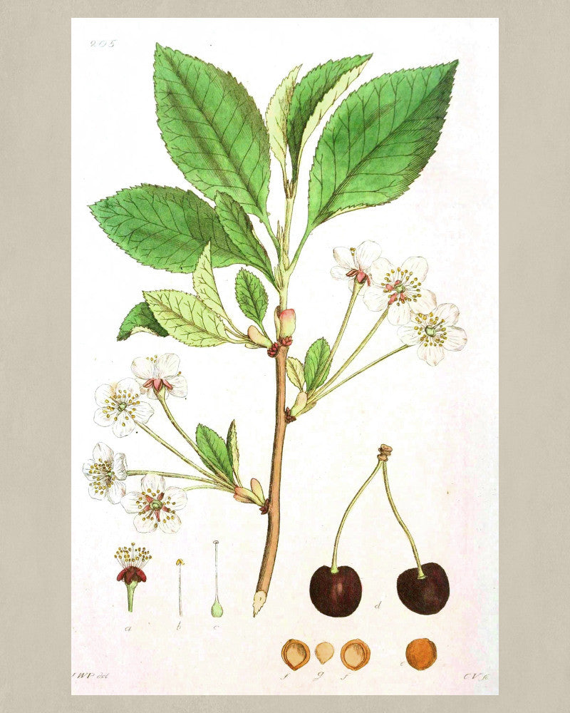Cherry Print Vintage Botanical Sketch Poster Art - OnTrendAndFab