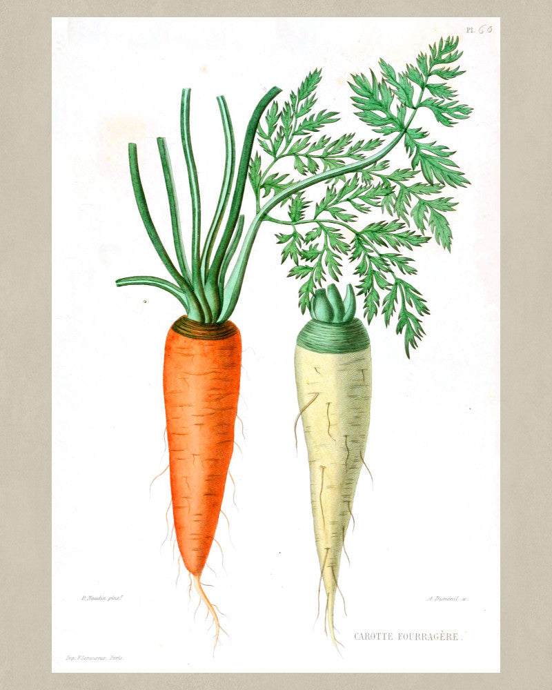 Carrots Print Vintage Botanical Sketch Poster Art - OnTrendAndFab