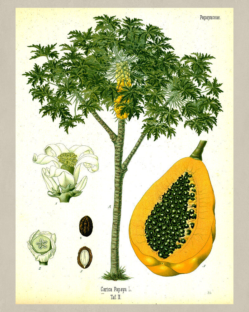 Papaya Print Vintage Botanical Sketch Poster Art - OnTrendAndFab