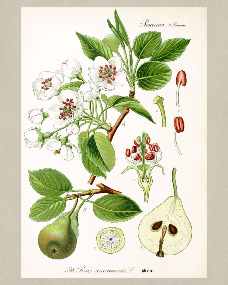 Pear Print Vintage Botanical Sketch Poster Art - OnTrendAndFab