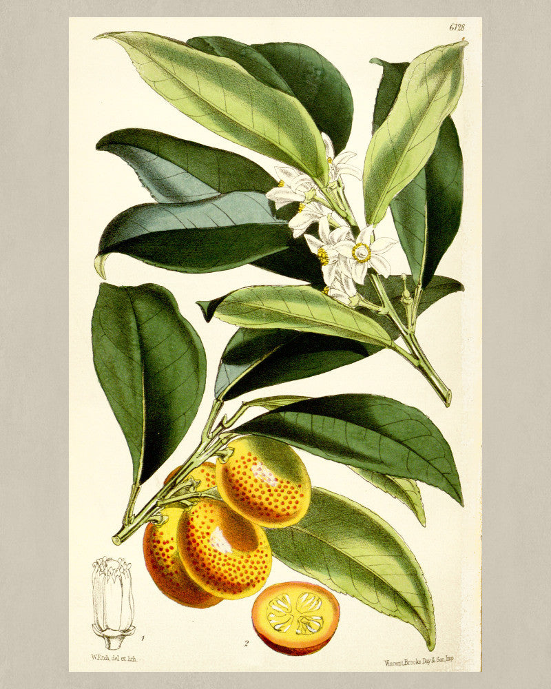Kumquat Print Vintage Botanical Sketch Poster Art - OnTrendAndFab