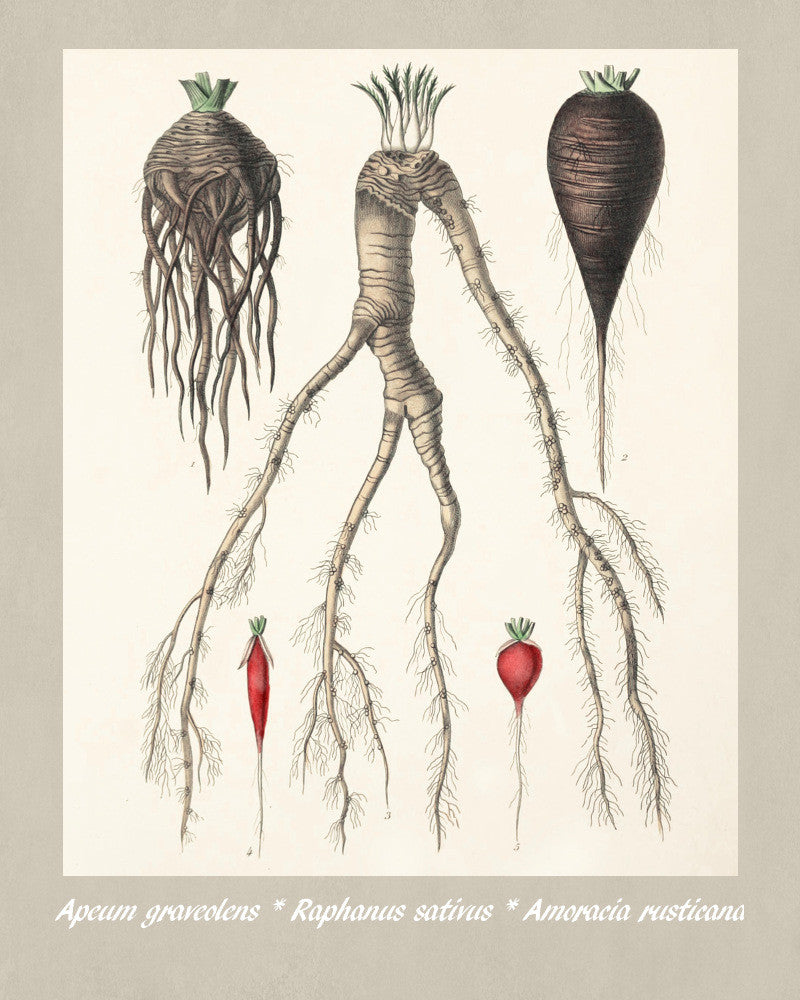 Celery Print Vintage Botanical Sketch Poster Art - OnTrendAndFab