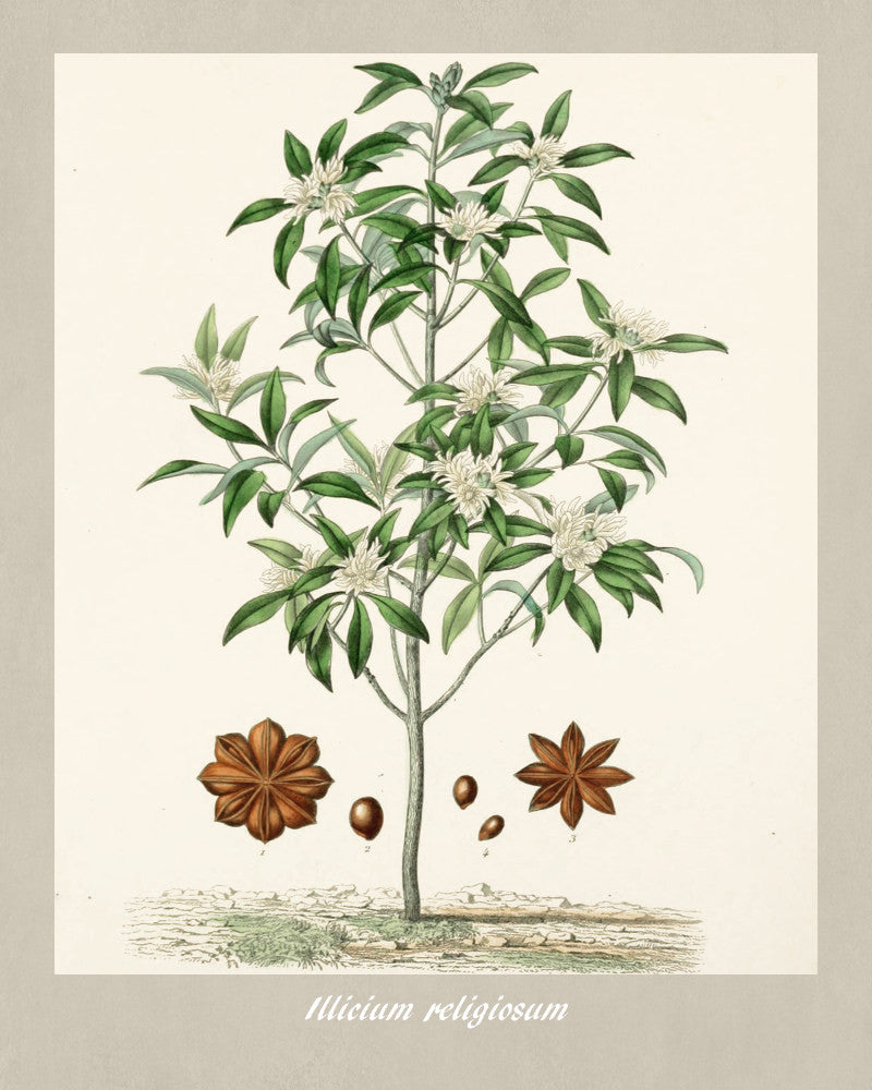Star Anise Print Vintage Botanical Sketch Poster Art - OnTrendAndFab