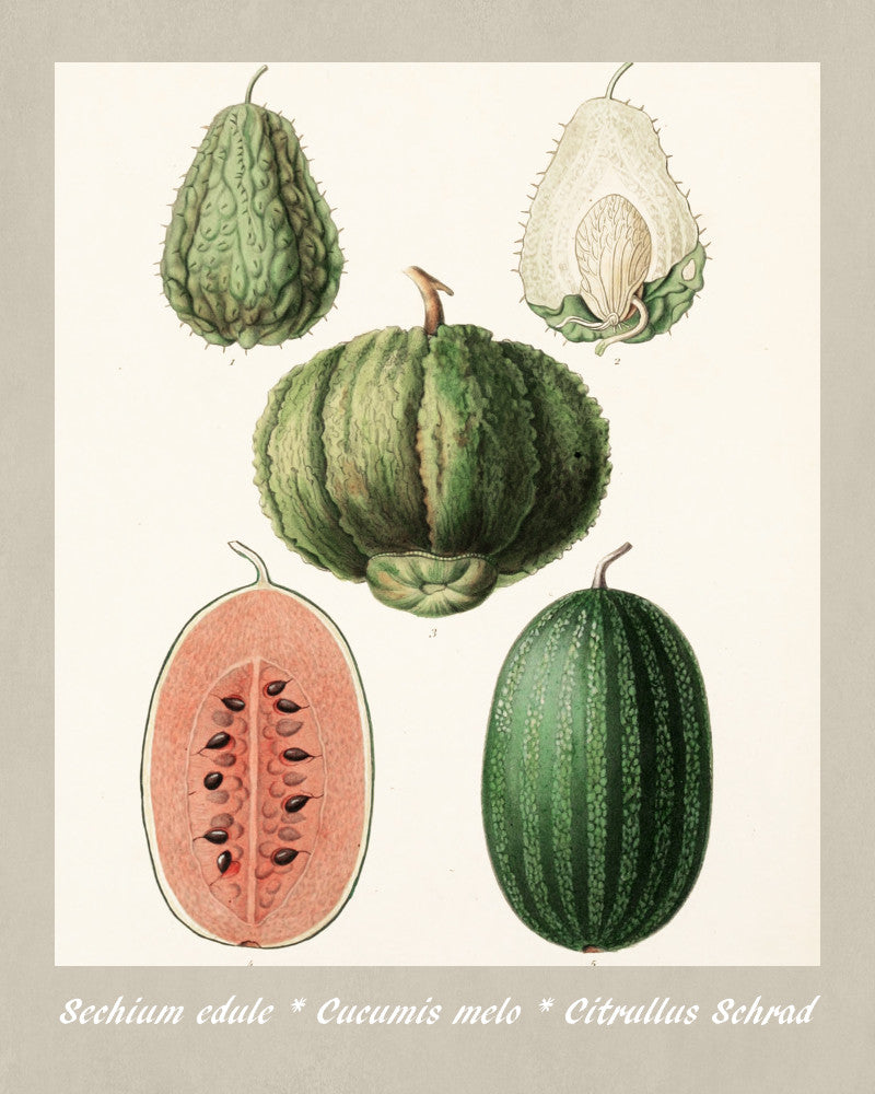 Melons Print Vintage Botanical Sketch Poster Art - OnTrendAndFab
