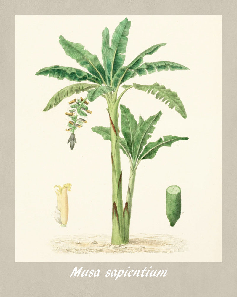 Bananas Print Vintage Botanical Sketch Poster Art - OnTrendAndFab