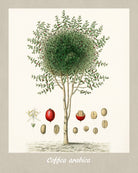 Coffee Print Vintage Botanical Sketch Poster Art - OnTrendAndFab