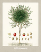 Coffee Bean Framed Botanical Print Limited Edition