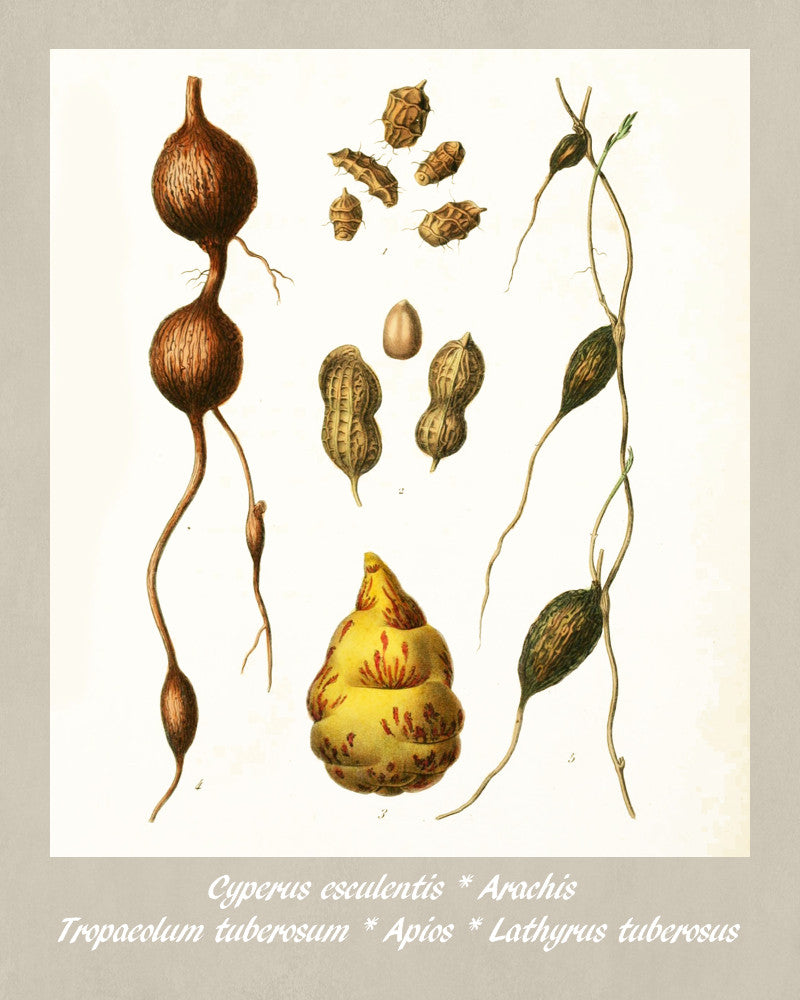Peanuts Print Vintage Botanical Sketch Poster Art - OnTrendAndFab