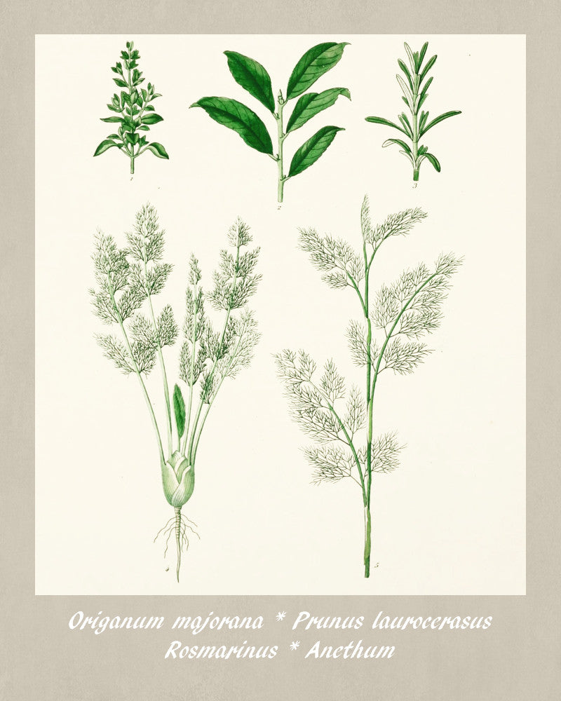 Herbs Print Vintage Botanical Sketch Poster Art - OnTrendAndFab