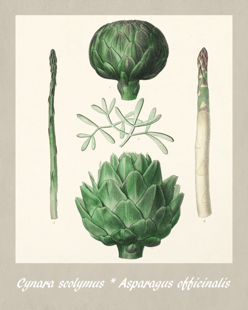 Artichoke Print Vintage Botanical Sketch Poster Art - OnTrendAndFab