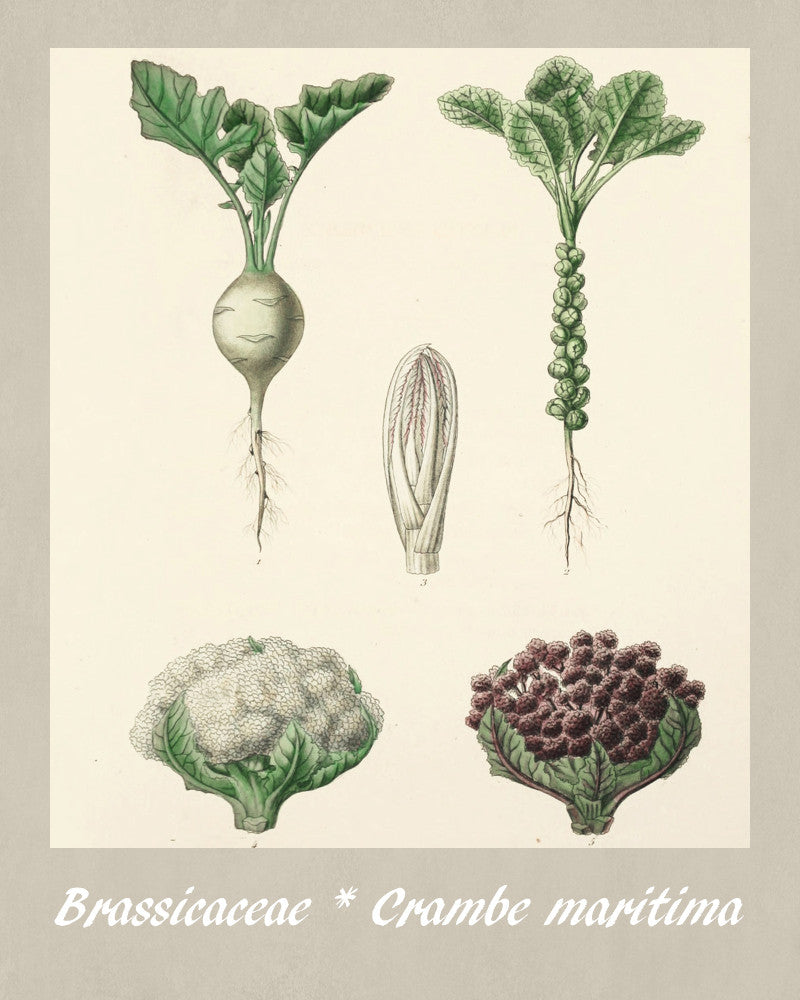 Vegetables Print Vintage Botanical Sketch Poster Art - OnTrendAndFab