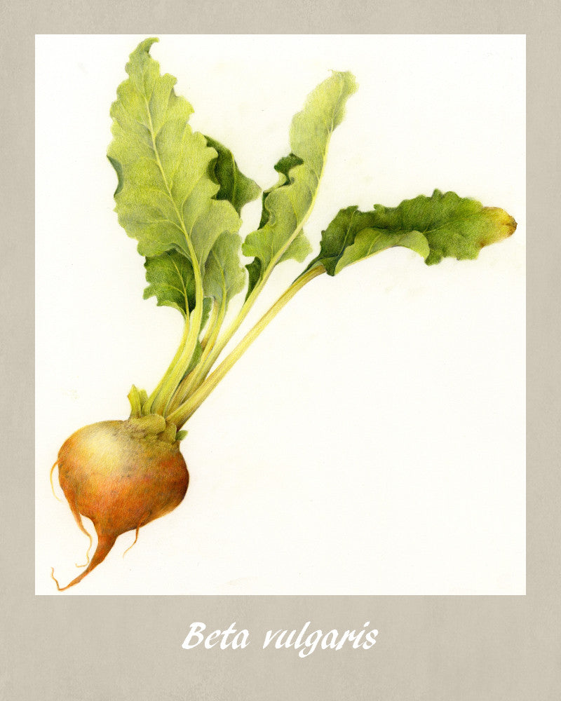 Beets Print Vintage Botanical Sketch Poster Art - OnTrendAndFab