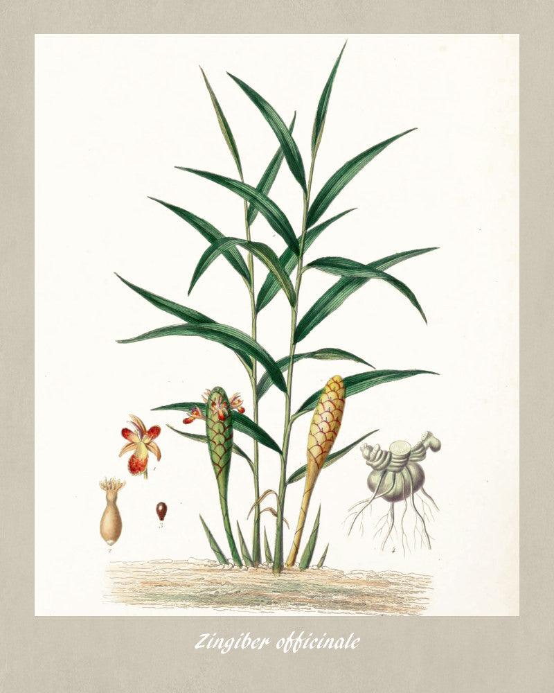 Ginger Print Vintage Botanical Illustration Poster Art - OnTrendAndFab
