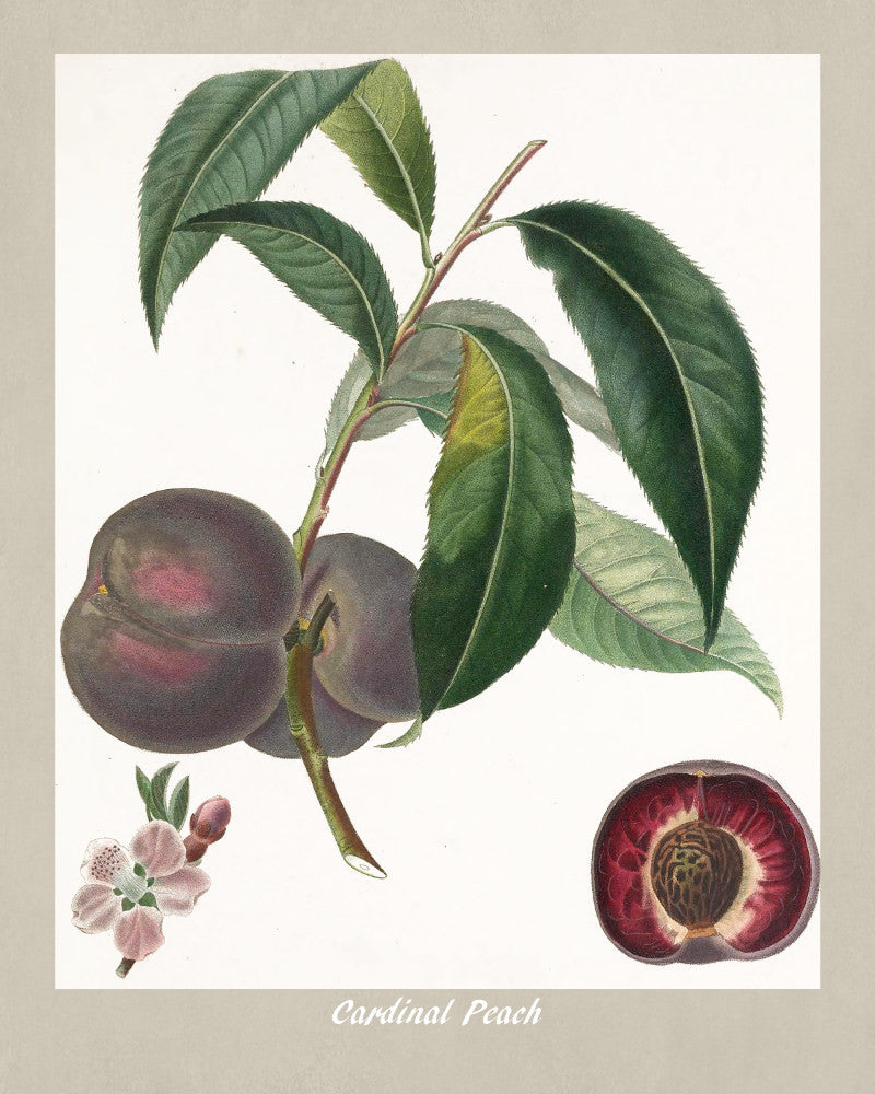 Peach Print Vintage Botanical Illustration Poster Art - OnTrendAndFab