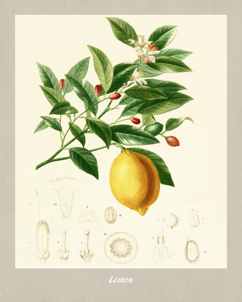 Lemon Tree Print Vintage Botanical Illustration Poster Art - OnTrendAndFab