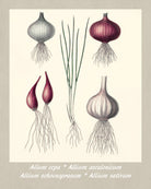 Onions Print Vintage Botanical Illustration Poster Art - OnTrendAndFab