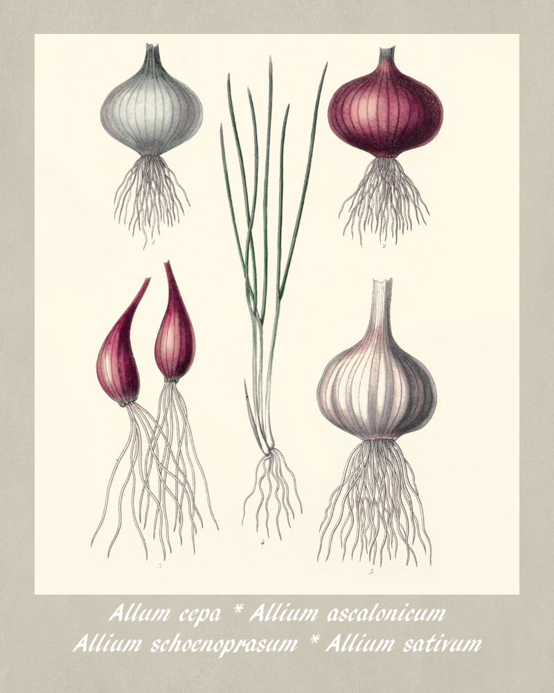 Onions Print Vintage Botanical Illustration Poster Art - OnTrendAndFab