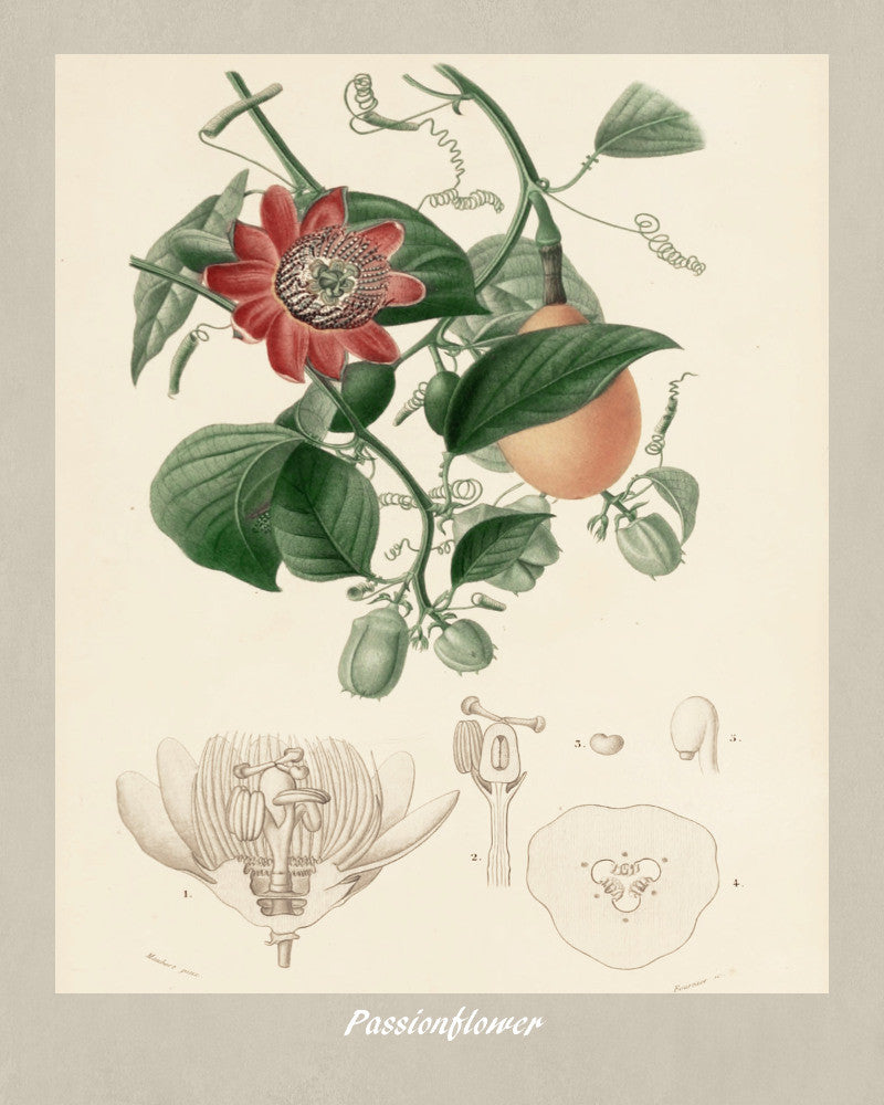 Passion Flower Print Vintage Botanical Illustration Poster Art - OnTrendAndFab