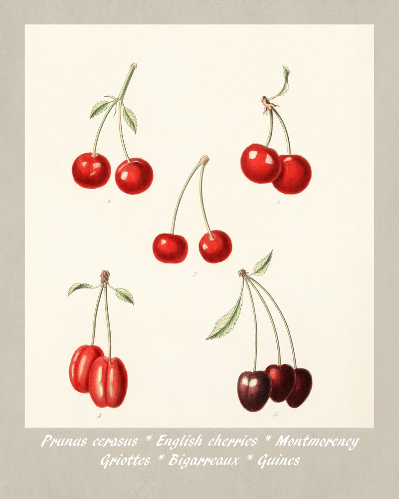 Cherry Print Vintage Botanical Illustration Poster Art - OnTrendAndFab