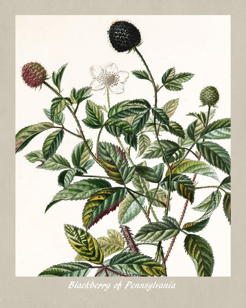 Blackberry Print Vintage Botanical Illustration Poster Art - OnTrendAndFab