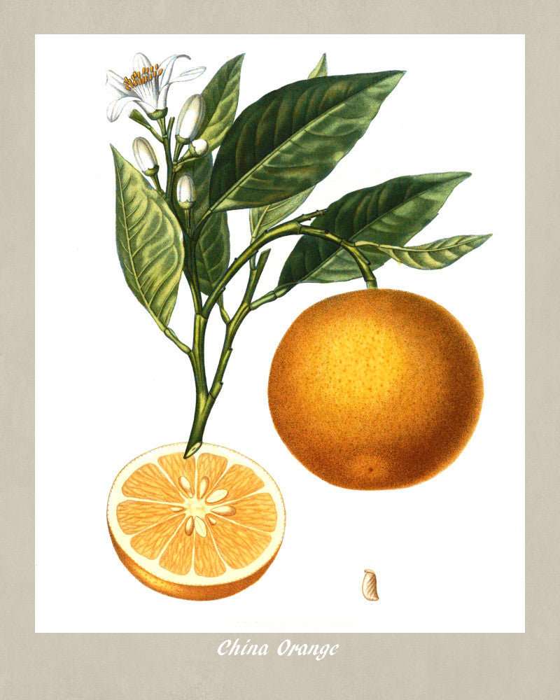 Orange Print Vintage Botanical Illustration Poster Art - OnTrendAndFab