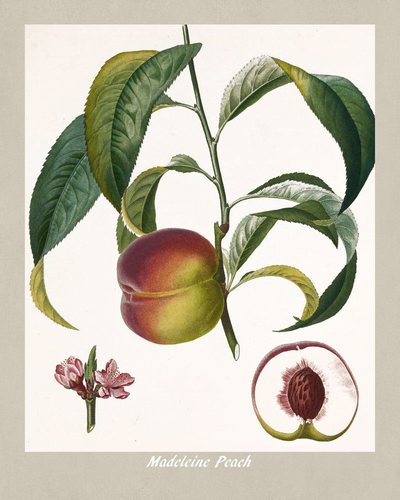 Peach Print Vintage Botanical Illustration Poster Art - OnTrendAndFab