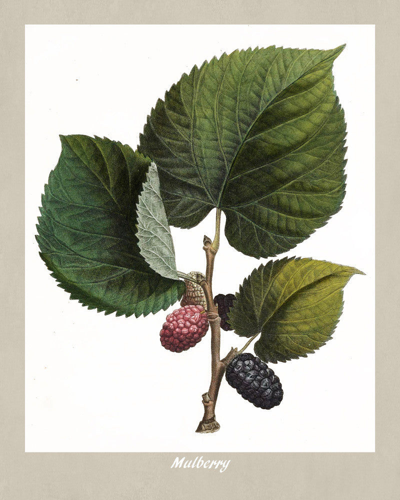 Mulberry Print Vintage Botanical Illustration Poster Art - OnTrendAndFab