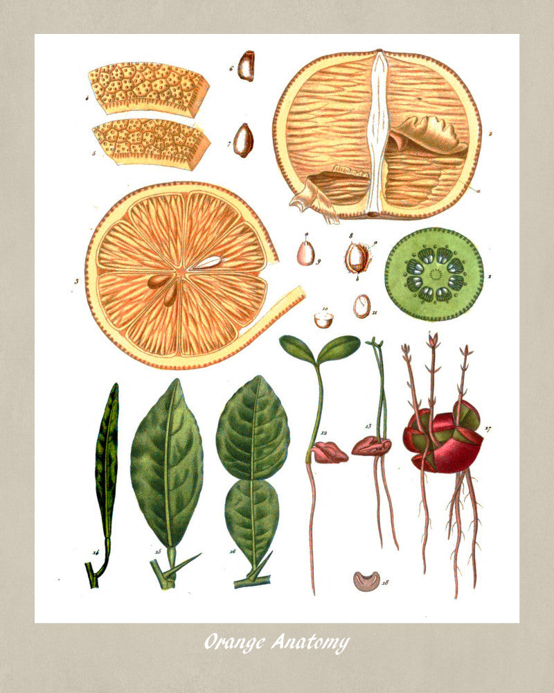 Orange Print Vintage Botanical Illustration Poster Art - OnTrendAndFab