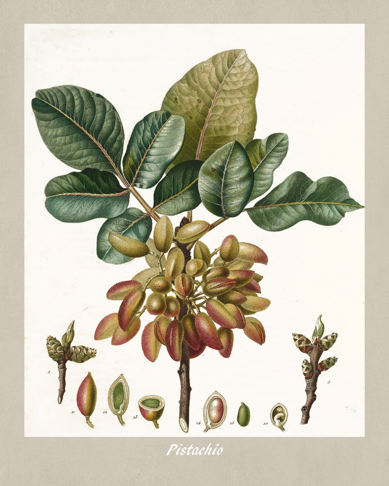 Pistachio Print Vintage Botanical Illustration Poster Art - OnTrendAndFab