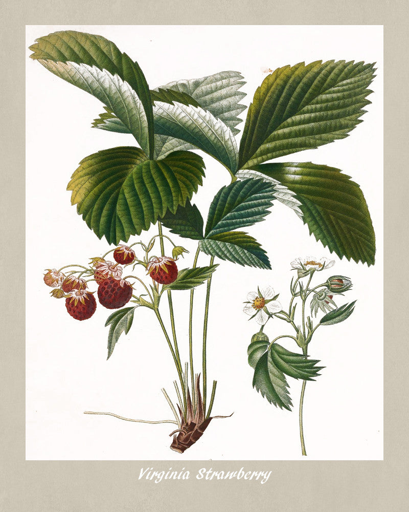 Strawberry Print Vintage Botanical Illustration Poster Art - OnTrendAndFab