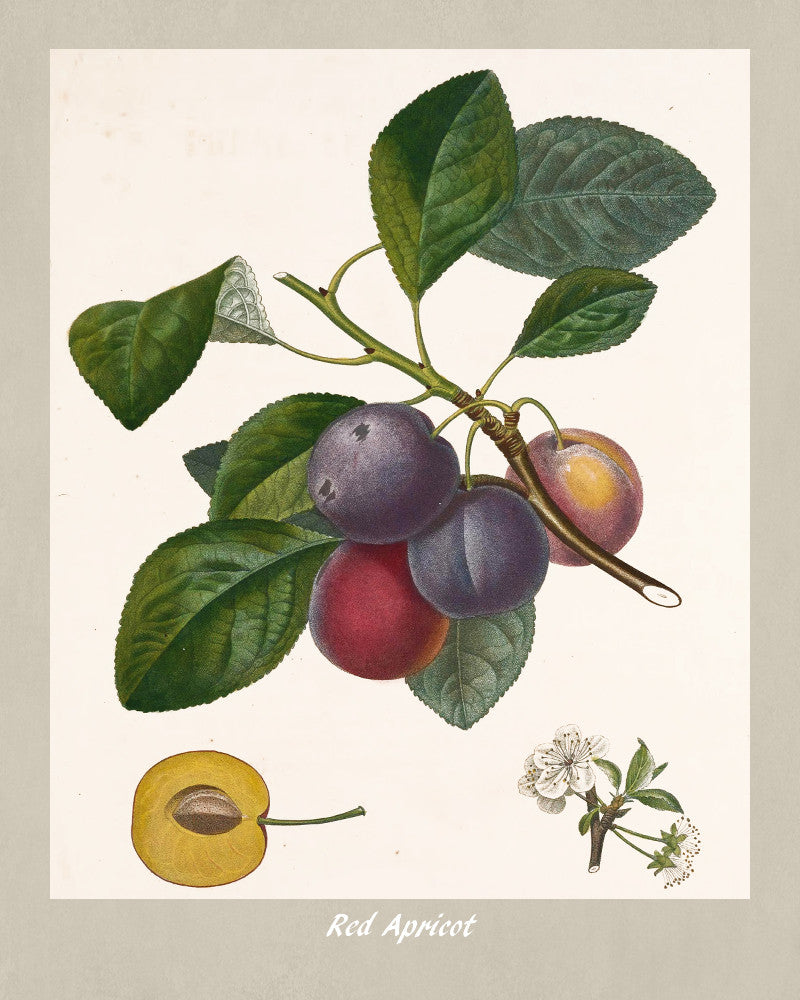 Apricot Print Vintage Botanical Illustration Poster Art - OnTrendAndFab