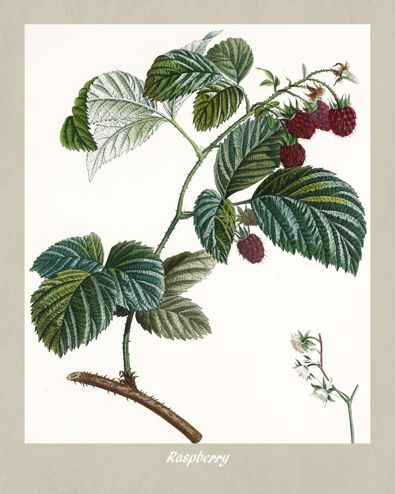 Raspberry Print Vintage Botanical Illustration Poster Art - OnTrendAndFab