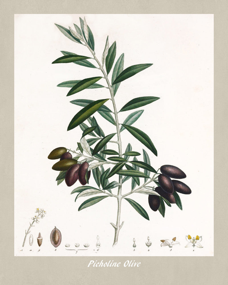 Olive Tree Print Vintage Botanical Illustration Poster Art - OnTrendAndFab