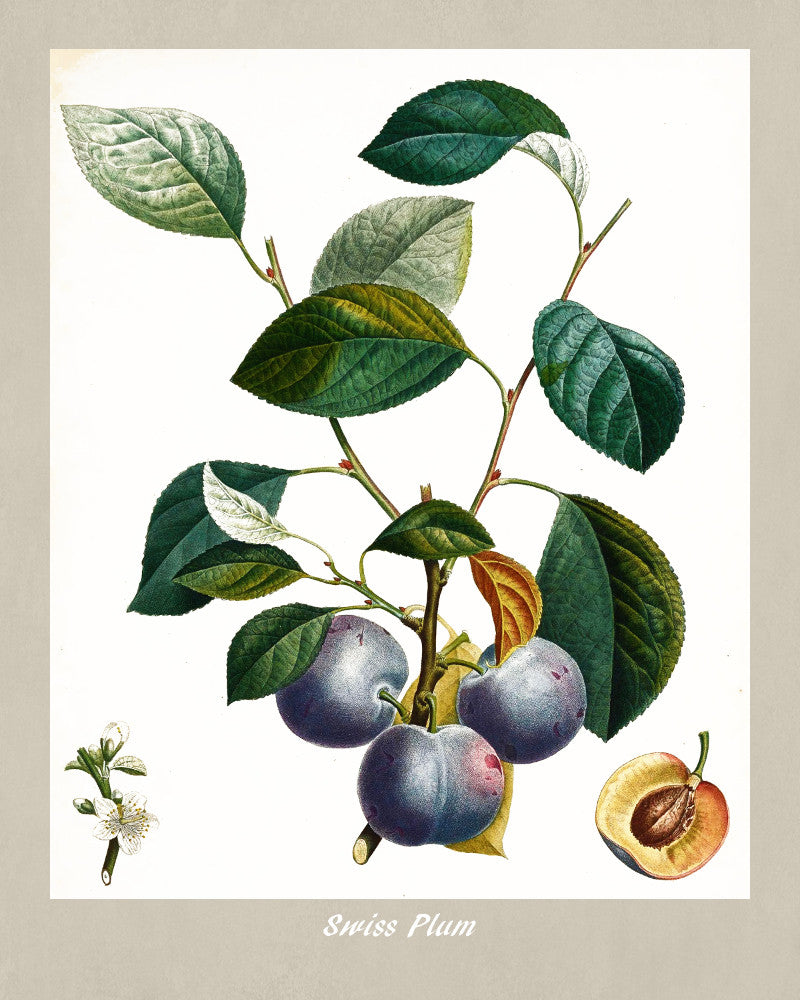 Swiss Plum Print Vintage Botanical Illustration Poster Art - OnTrendAndFab