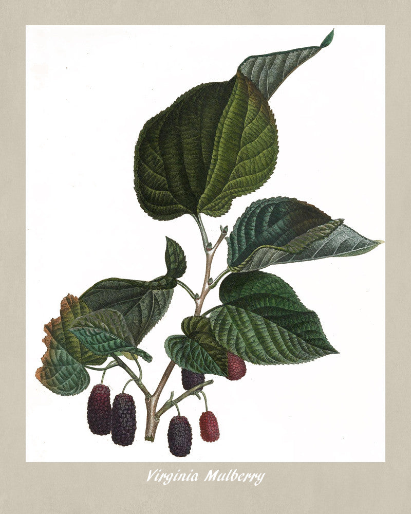 Mulberry Print Vintage Botanical Illustration Poster Art - OnTrendAndFab