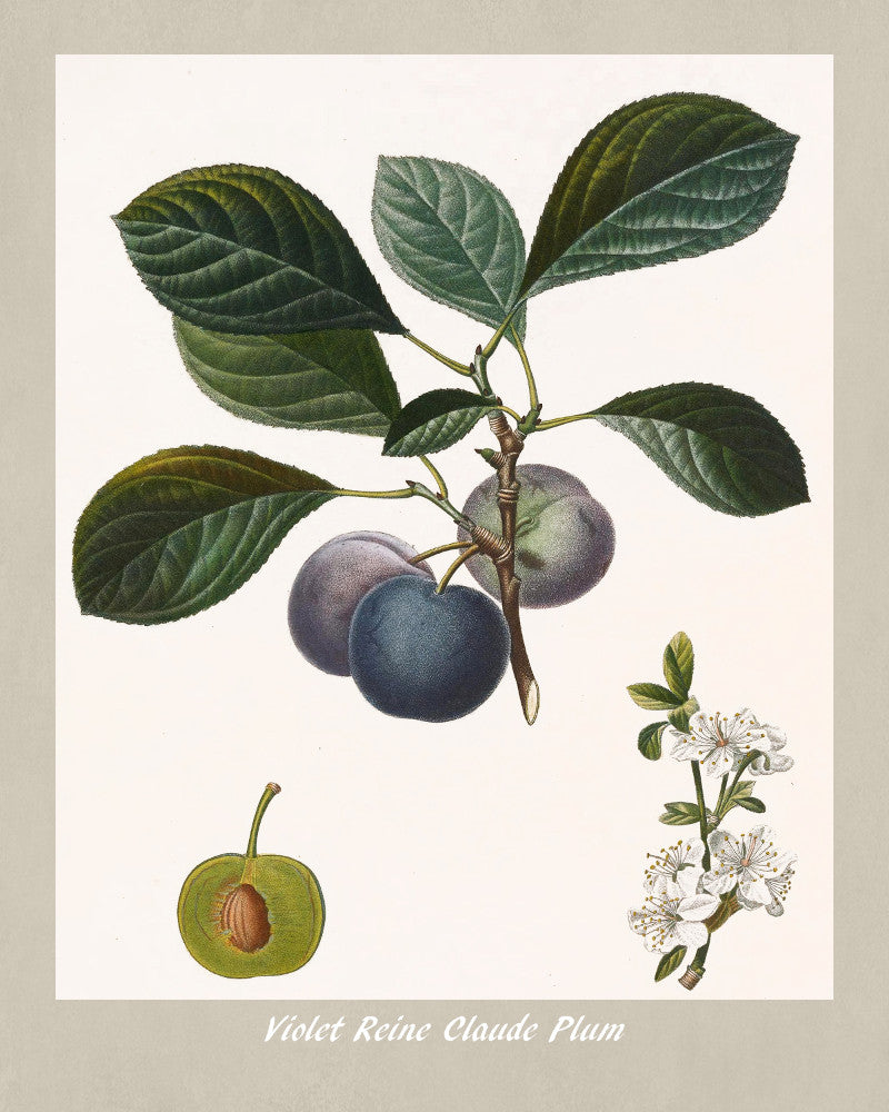 Plums Print Vintage Botanical Illustration Poster Art - OnTrendAndFab