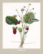 Strawberry Print Vintage Botanical Illustration Poster Art - OnTrendAndFab