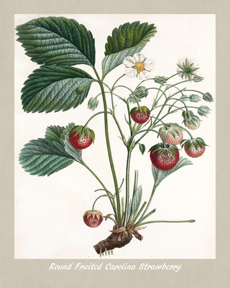 Strawberry Botanical Strawberry Botanical Illustration