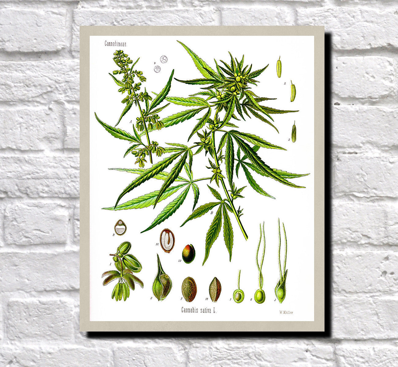 Cannabis Print Vintage Botanical Illustration Book Plate Poster Art