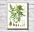 Cannabis Print Vintage Botanical Illustration Book Plate Poster Art