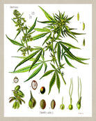 Cannabis Print Vintage Botanical Illustration Book Plate Poster Art