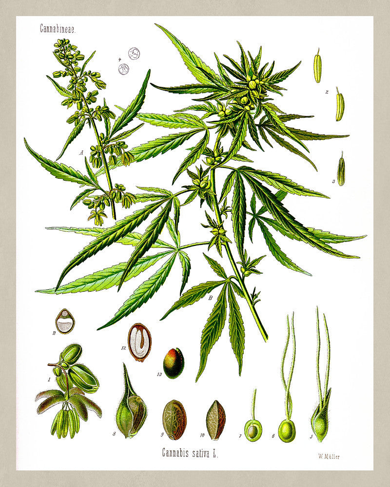 Cannabis Print Vintage Botanical Illustration Book Plate Poster Art