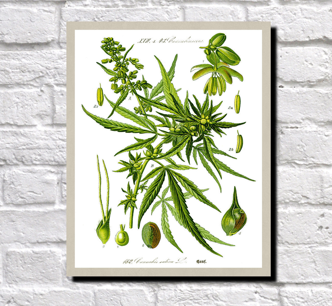 Cannabis Print Vintage Book Plate Poster Art Botanical Illustration 