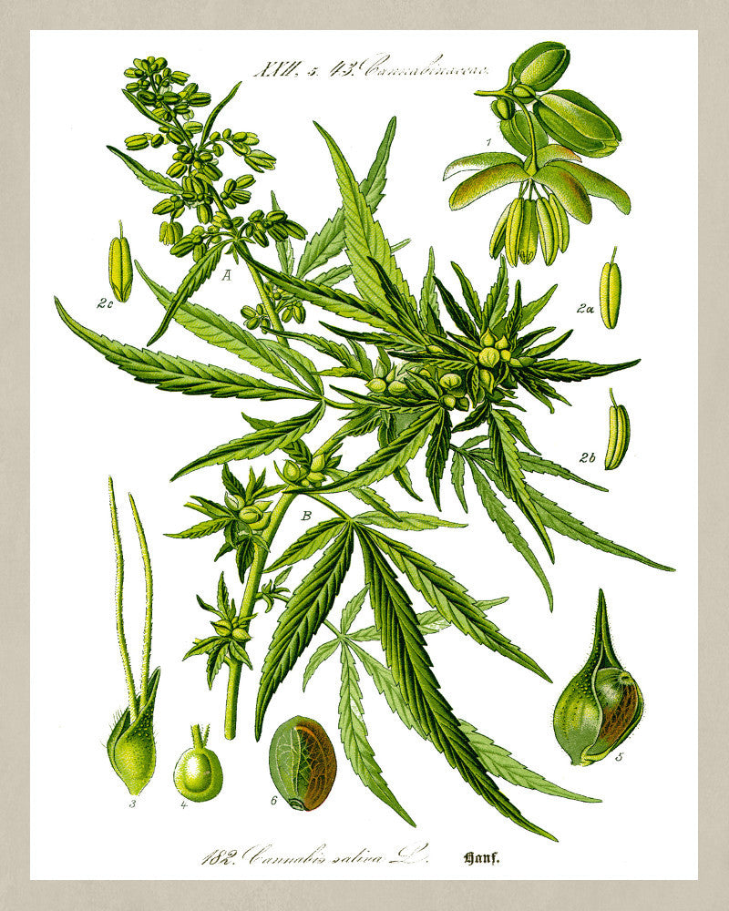 Cannabis Print Vintage Book Plate Poster Art Botanical Illustration 