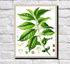 Coffee Plant Print Vintage Book Plate Poster Art Botanical Illustration