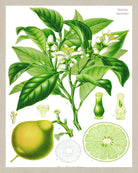 Bergamot Print Vintage Book Plate Poster Art Botanical Illustration